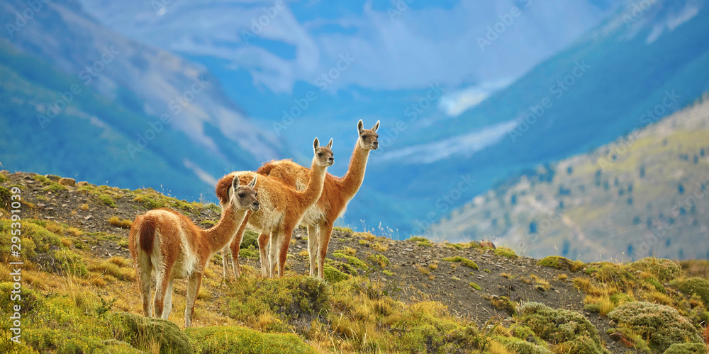guanacoes-in-torres-del-paine-national-park-stockpack-adobe-stock Guanacoes in Torres del Paine national park