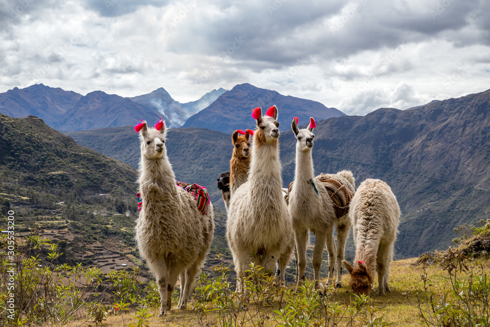 llamas-on-the-trekking-route-from-lares-in-the-andes-stockpack-adobe-stock Llamas on the trekking route from Lares in the Andes.